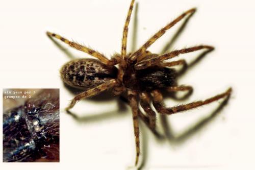 Segestria bavarica