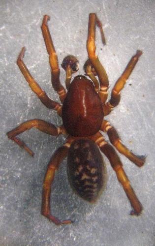 Réf. 71 392 : Selamia reticulata