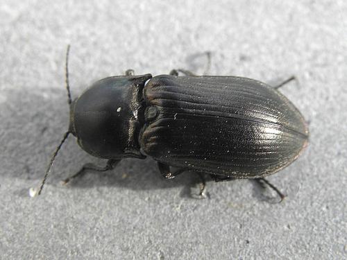 Selatosomus latus