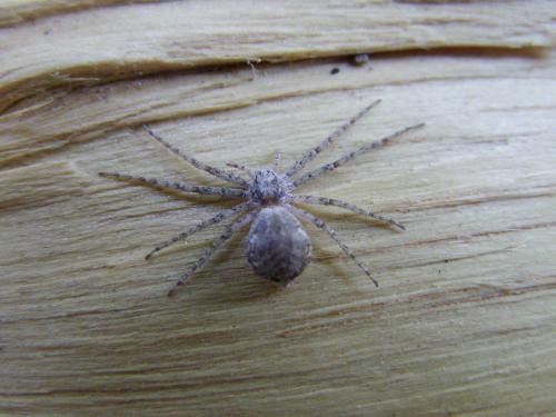 Philodromus sp.