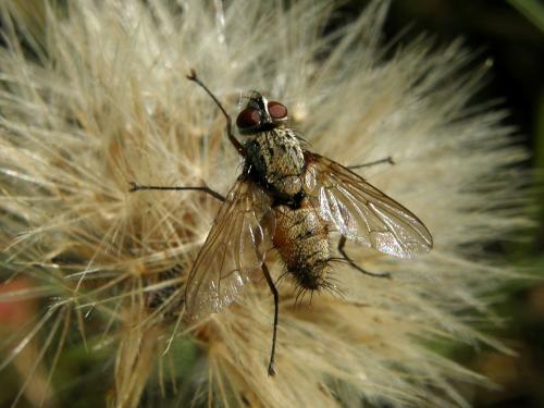 Dexia rustica