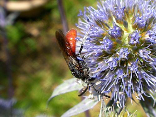 Sphecodes sp.