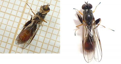 Sphegina sibirica