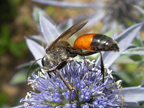 Sphex funerarius