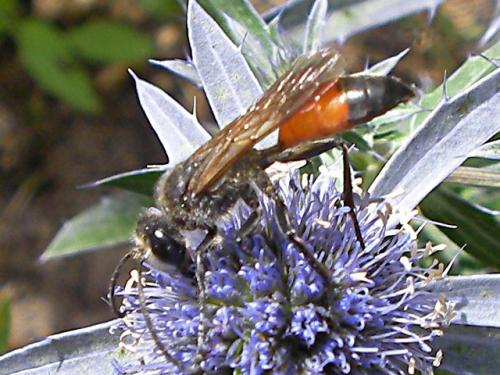 Réf. 71 818 : Sphex funerarius