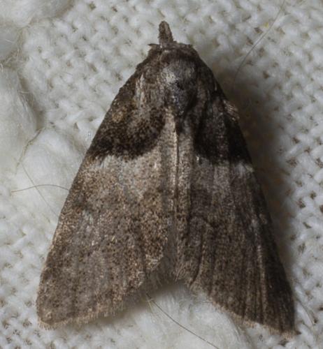 Réf. 71 848 : Nola cucullatella