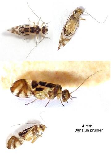 Graphopsocus cruciatus