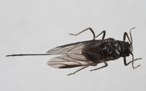 Stomaphis sp.
