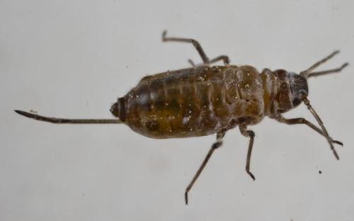 Stomaphis sp.