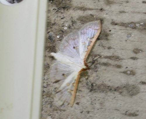 Palpita annulifer