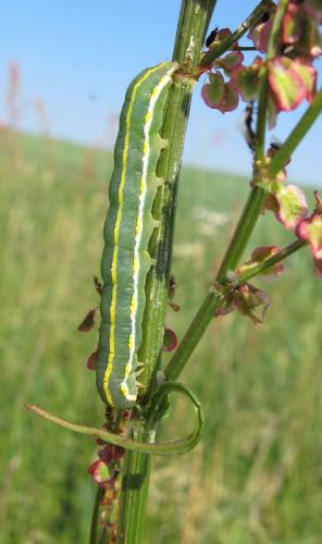 Xylena exsoleta