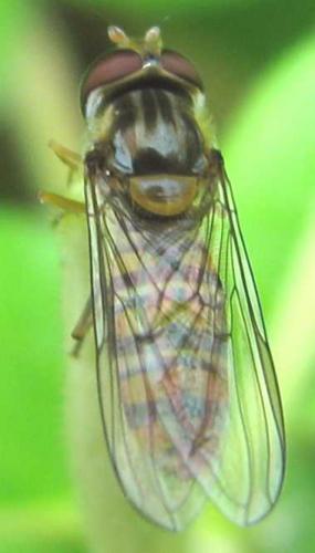 Episyrphus balteatus