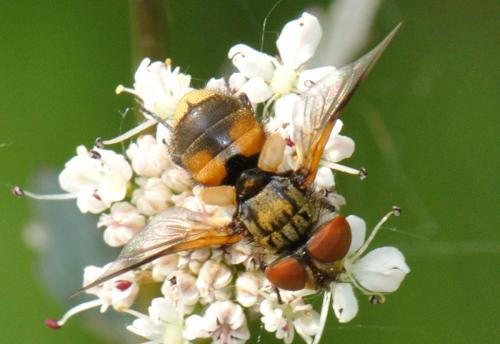 Réf. 71 167 : Ectophasia sp.