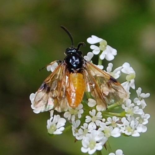 Arge cyanocrocea
