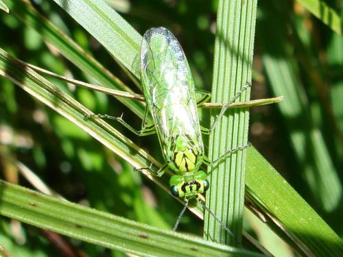Réf. 71 342 : Rhogogaster punctulata