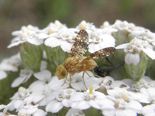 Réf. 71 875 : Oxyna flavipennis