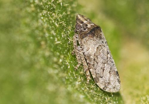 Tettigometra sp.
