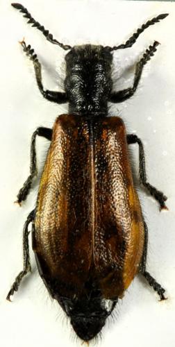 Tillus pallidipennis
