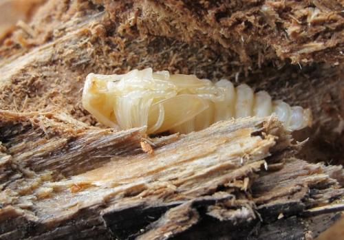Réf. 71 363 : Tragosoma depsarium