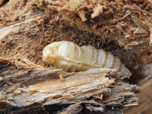 Tragosoma depsarium