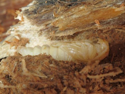 Réf. 71 365 : Tragosoma depsarium
