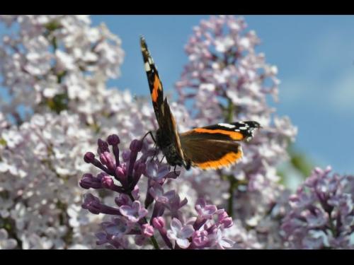 Vanessa atalanta