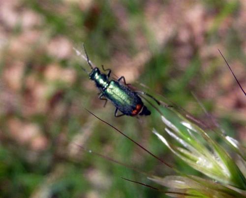 Malachius sp.
