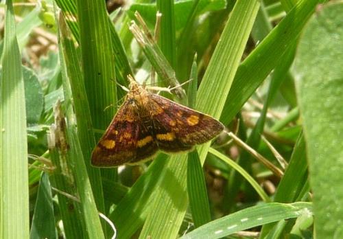 Pyrausta aurata