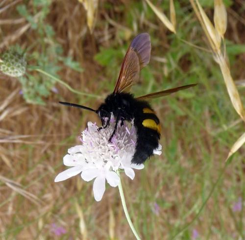 Réf. 71 505 : Megascolia maculata