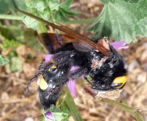 Megascolia maculata flavifrons
