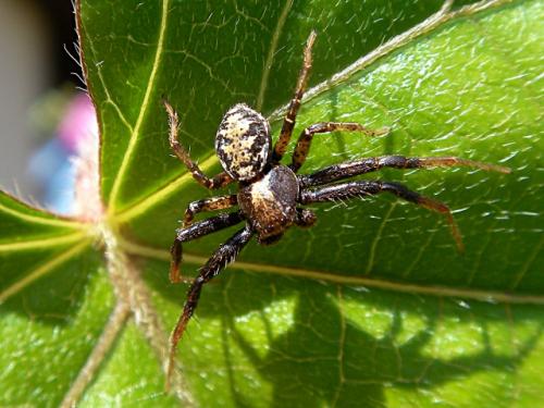 Xysticus sp.