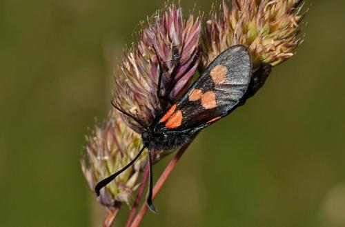 Réf. 71 393 : Zygaena trifolii
