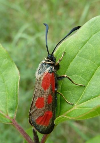 Zygaena loti