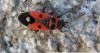 71212 – Photo : Brice. D – France (24)