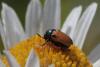 71247 – Photo : Jérémie Lemarié – France (85)