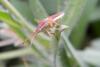 71826 – Photo : Nicolas Alric – France (12)