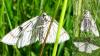 71040 – Photo : PREVOT – France (54)