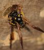 71583 – Photo : Christine DEVILLERS – Belgique