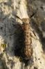71481 – Photo : Anne Forgues – France (11)