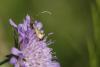 71216 – Photo : Baert roger – France (77)