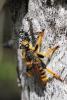 71631 – Photo : Thierry JOUANIN – France (83)