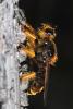 71632 – Photo : Thierry JOUANIN – France (83)
