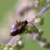 71081 – Photo : Eugène Vandebeulque – France (45)