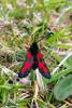 71384 – Photo : Chambge – France (59)