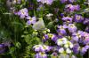 71450 – Photo : Chambge – France (59)