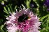 71684 – Photo : Chambge – France (59)