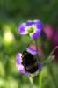 71683 – Photo : Chambge – France (59)