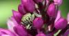 71176 – Photo : Bernard Choux – France (26)