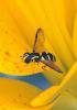 71417 – Photo : Bernard Choux – France (26)