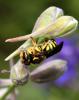 71784 – Photo : Bernard Choux – France (26)